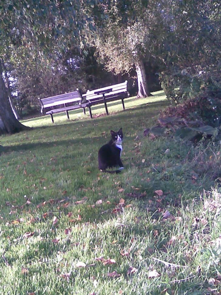 Huskat GANGSTAR. - Gangstar i moseparken i faaborg.. go gåturs kat billede 5