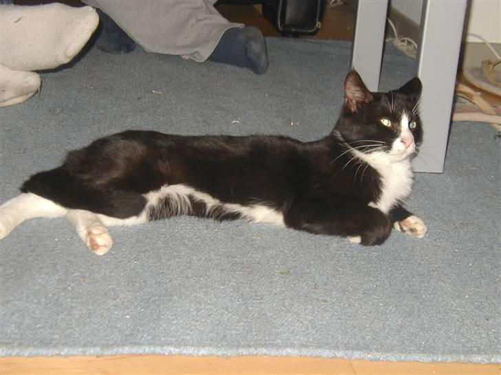 Huskat GANGSTAR. - Fed blandt fødder :o) billede 6