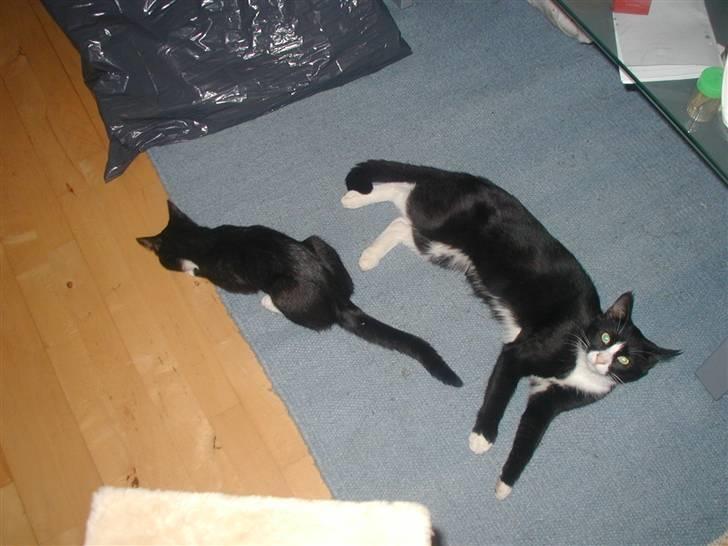 Huskat GANGSTAR. - Gangstar sammen med sin lillebror Balder. billede 7