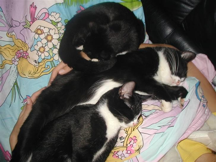 Huskat GANGSTAR. - ALLE MINE KATTE.. billede 8