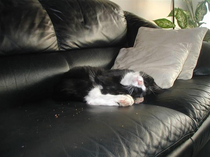 Huskat GANGSTAR. - gangstar har spist kiks i sofaen.. billede 9