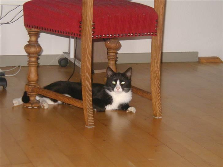 Huskat GANGSTAR. - hans elskede stol.. billede 10