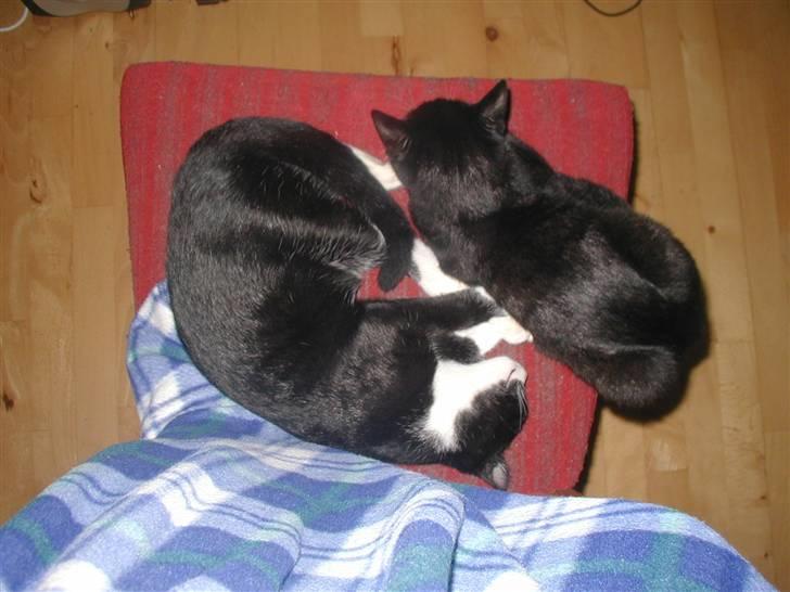 Huskat GANGSTAR. - Gi en balle.. billede 11