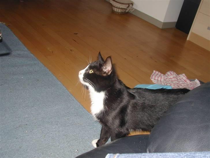 Huskat GANGSTAR. - halløj der billede 12