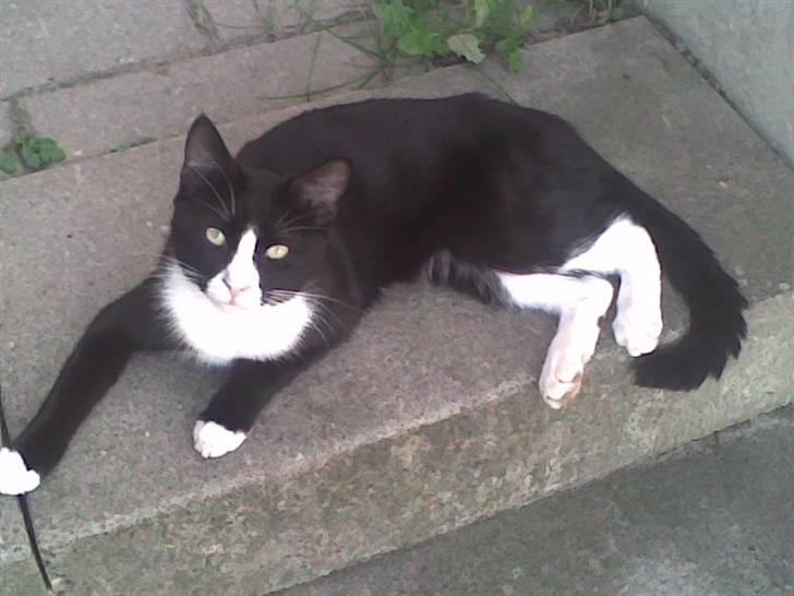 Huskat GANGSTAR. - sorry kvali.. fra mobil.. billede 13