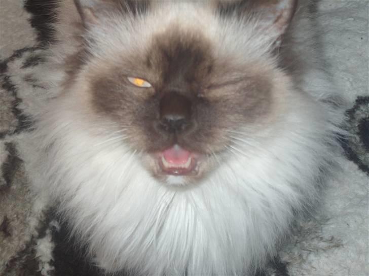 Hellig Birma Bianca - Miiaaaavvv billede 1