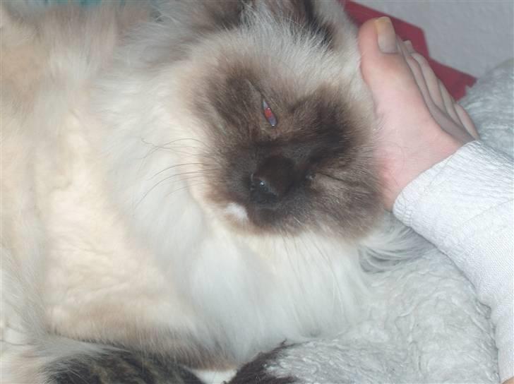 Hellig Birma Bianca billede 2