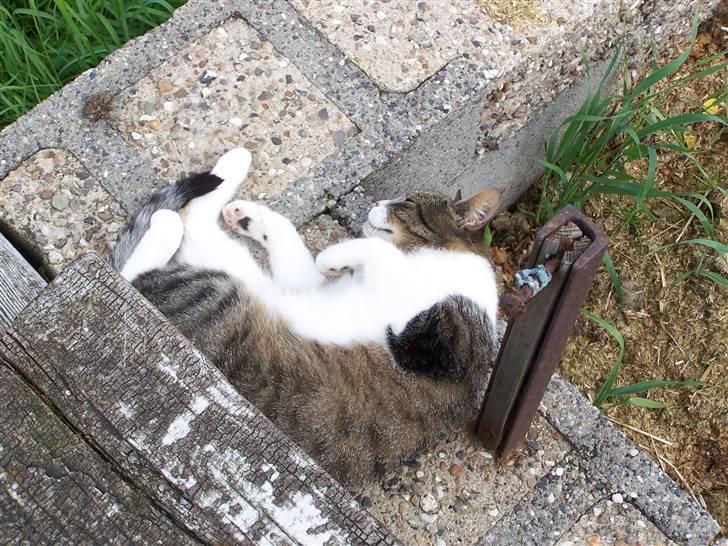 Blanding af racer Tuttie (Doven :P) billede 17