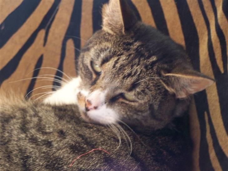 Blanding af racer Tuttie (Doven :P) billede 18