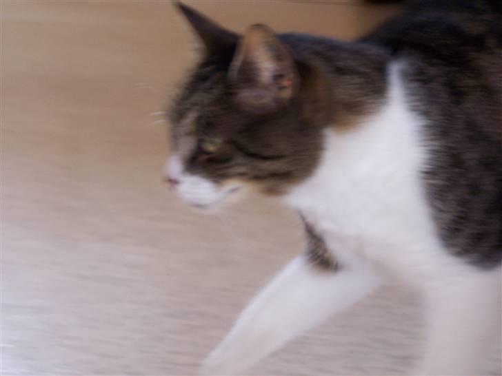 Blanding af racer Tuttie (Doven :P) billede 19