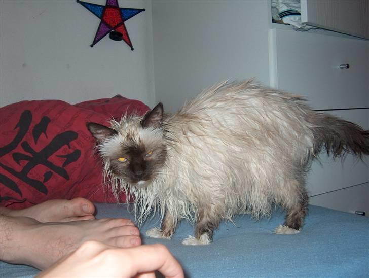 Hellig Birma Bianca - Dejligt med et lille bad... NOT billede 3