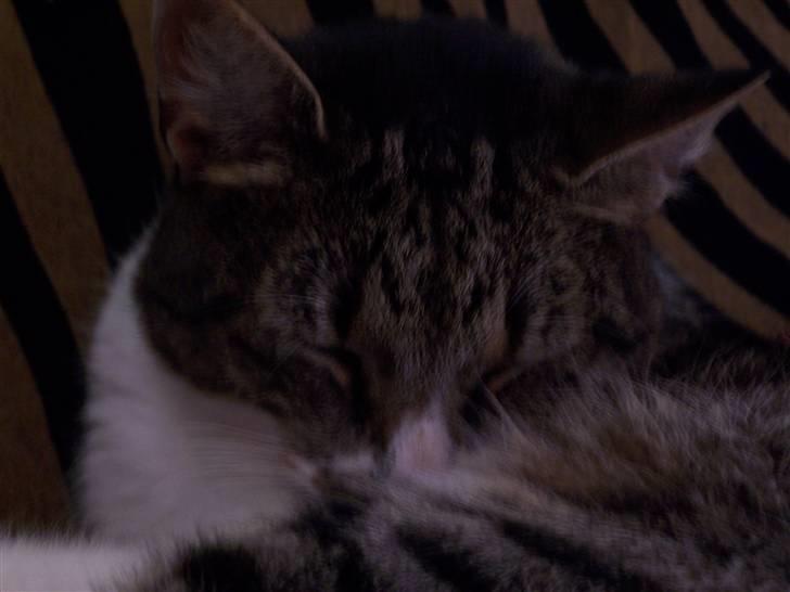 Blanding af racer Tuttie (Doven :P) billede 20