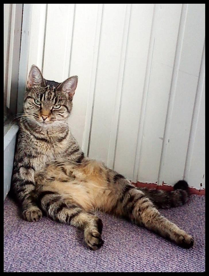 Blanding af racer Maggie - Maggie som ligger og gøre sig til. billede 1