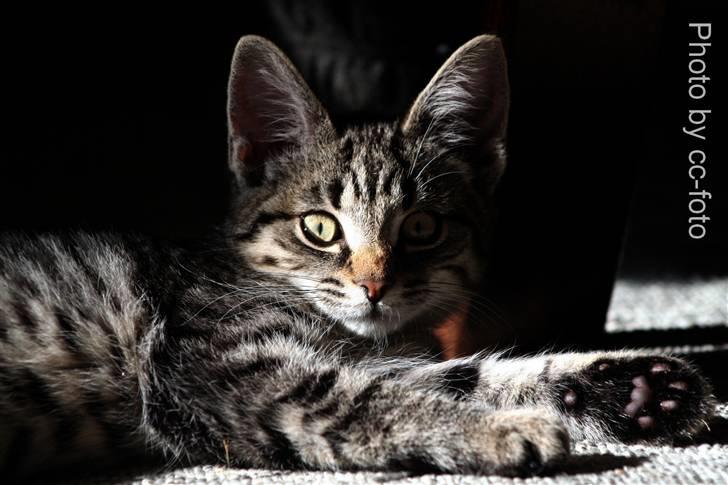 Blanding af racer Maggie - Maggie. billede 2