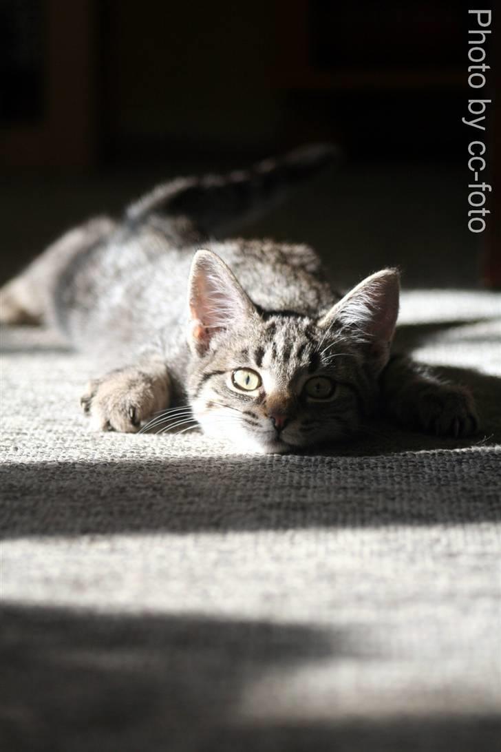 Blanding af racer Maggie - Ligger lige på lur. billede 3