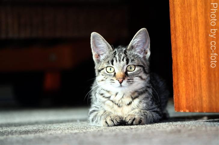 Blanding af racer Maggie - Maggie. billede 4