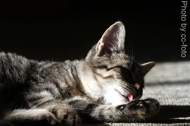 Blanding af racer Maggie - Uh så blev man lidt beskidt. billede 5