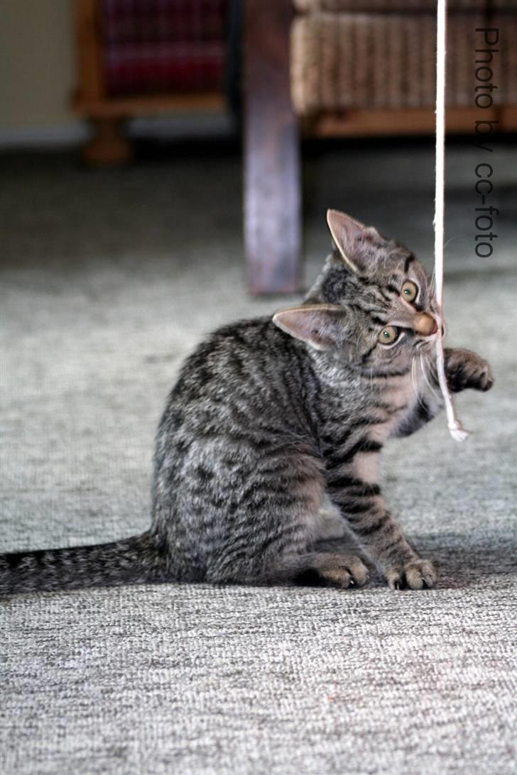 Blanding af racer Maggie - lege lege lege. billede 6