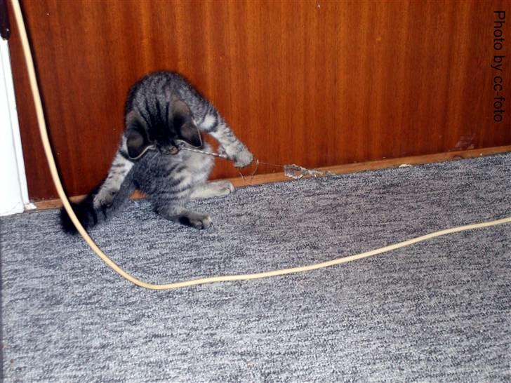 Blanding af racer Maggie -  Tra la la la ødelægger lige gulvtæppet. billede 7