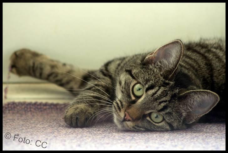 Blanding af racer Maggie - *NYT* ligger ligeog ser sød ud. billede 8