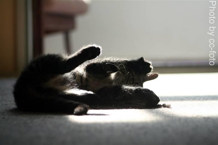 Blanding af racer Maggie - Rulle rulle. billede 9