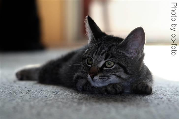 Blanding af racer Maggie - Hm kan hun blev ved med at tag billeder?? billede 10