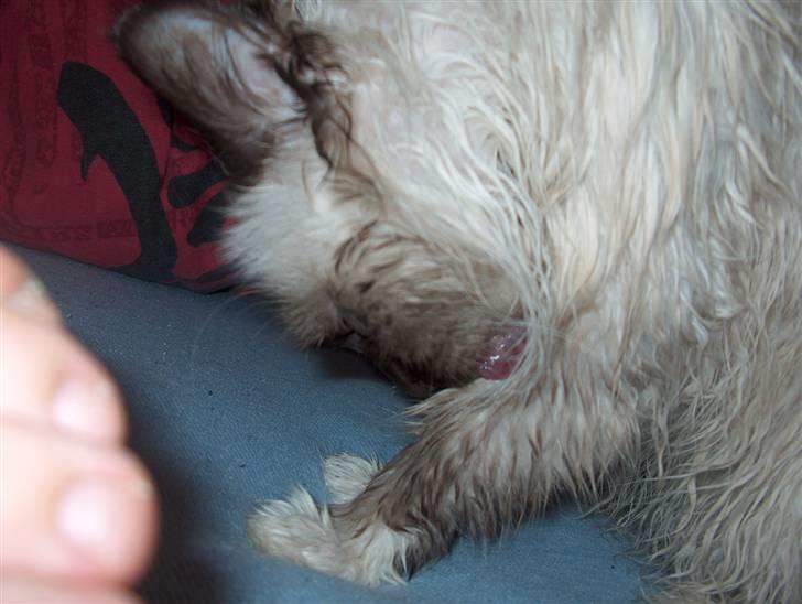 Hellig Birma Bianca - Og så vasker vi os lige igen billede 4