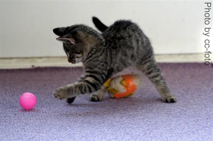 Blanding af racer Maggie - Uh legetøj. billede 11