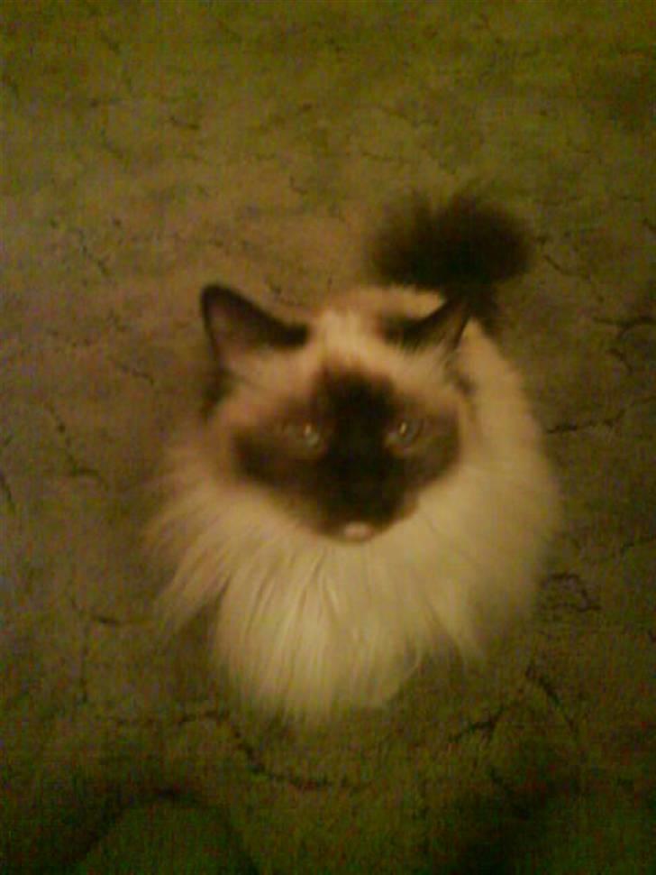 Hellig Birma Bianca billede 5