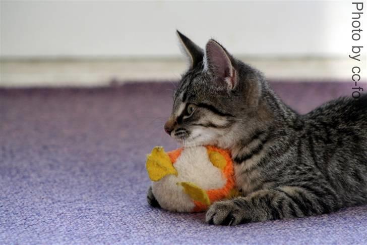 Blanding af racer Maggie - MIN bamse. billede 12