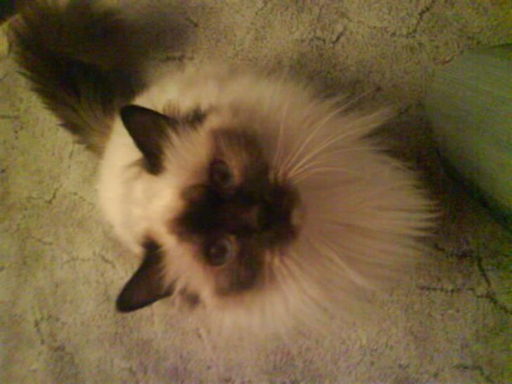 Hellig Birma Bianca billede 6