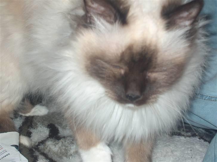 Hellig Birma Bianca billede 7