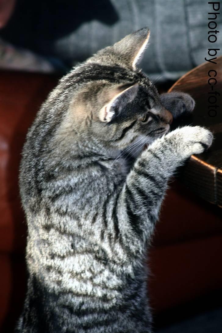 Blanding af racer Maggie -  Må da lige holde øje med hvad der forgår oppe på bordet. billede 13