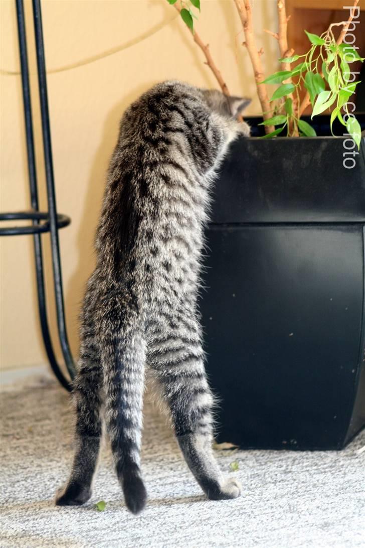 Blanding af racer Maggie - Hmm ellers andet der er  interessant dernede?? billede 14