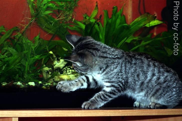 Blanding af racer Maggie - WOW fisk!. billede 15