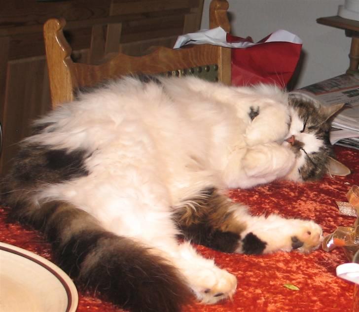 Blanding af racer Norsk skovkat/Agnes R.I.P - Agnes midt i aftensmaden billede 16