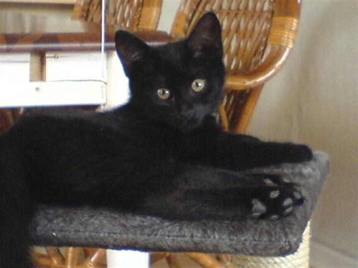 Blanding af racer Charlotte billede 1