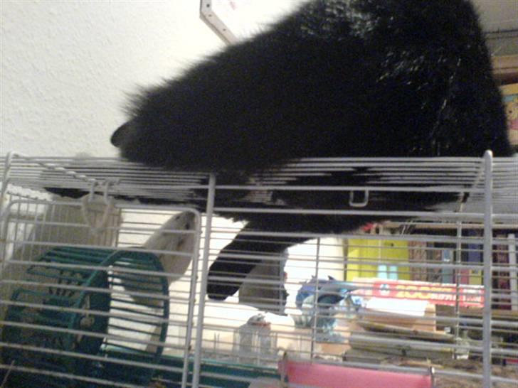 Blanding af racer Charlotte - det er spændende at se på hamsteren Puk billede 2