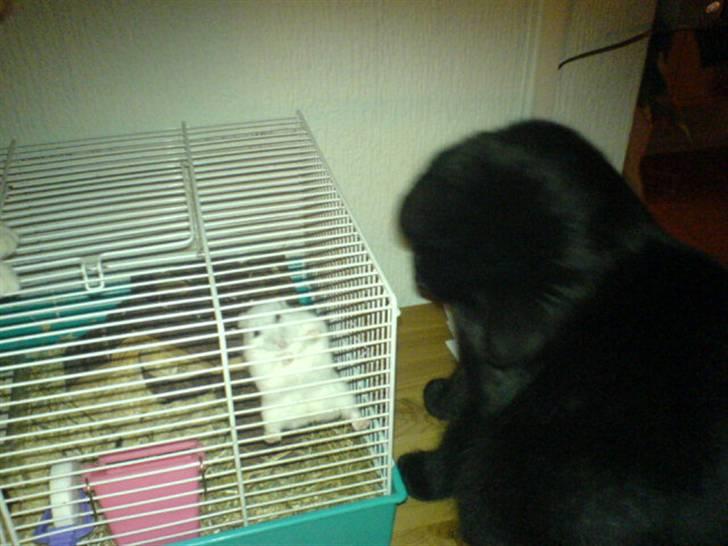 Blanding af racer Charlotte - Charlotte har brugt rigtig mange timer på at studere Puk gennem tremmerne billede 3