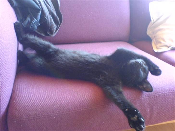 Blanding af racer Charlotte - Så flader vi ud på sofaen billede 4