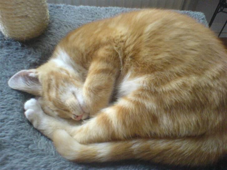 Blanding af racer Charlotte - Charlottes lillebror Arne billede 5