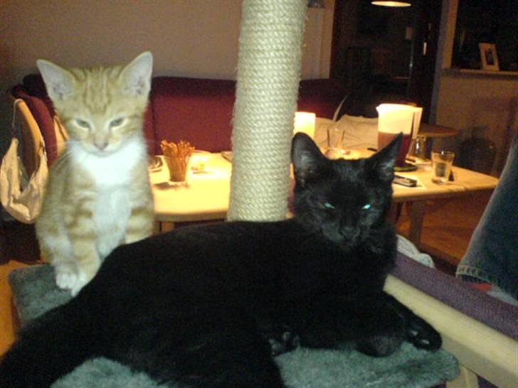 Blanding af racer Charlotte - Arne og Charlotte på kradsetræet billede 6