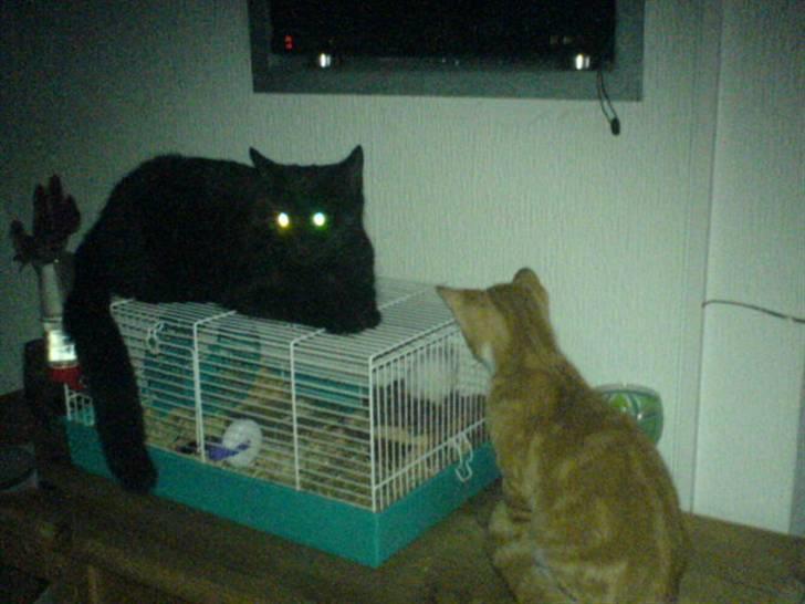 Blanding af racer Charlotte - Charlotte og Arne der studerer lille Puk billede 7