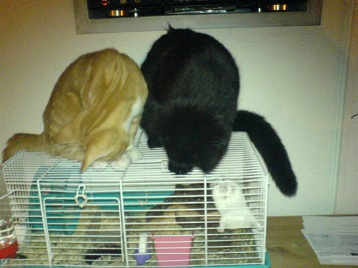 Blanding af racer Charlotte - Ja de har kigget meget på hamsteren, og det endte desværre med at Charlotte fik poten ind mellem tremmerne, og fat i Puk som døde kort efter. billede 8
