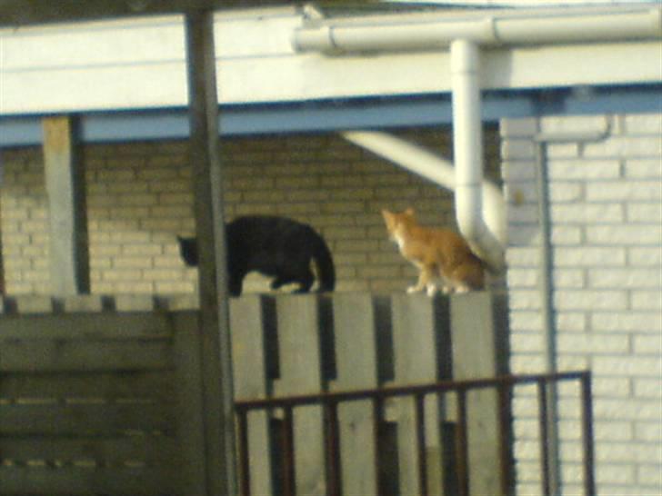 Blanding af racer Charlotte - Her sidder de begge på hegnet over til naboen. De har gået meget sammen rundt i nabolaget, og klatret på mange tage, det er sjovt at se hvad to katte kan finde på sammen billede 9