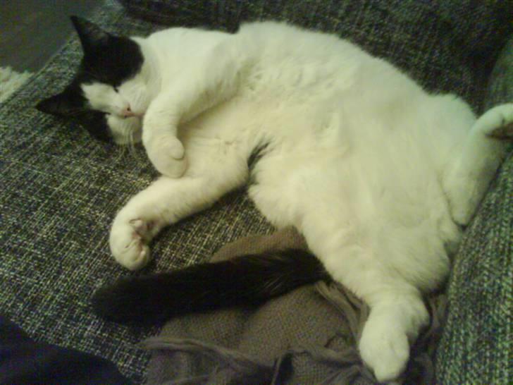 Huskat Putte - Tyk......hvem er tyk......... billede 1