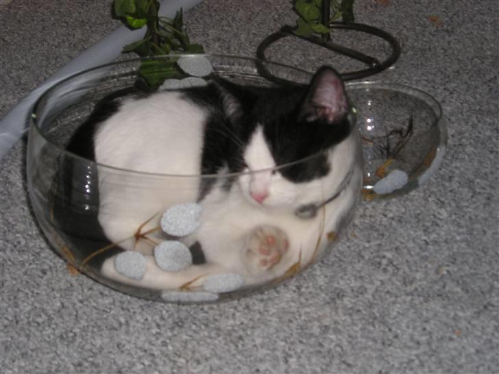 Huskat Putte - jeg kan sove alle steder billede 2