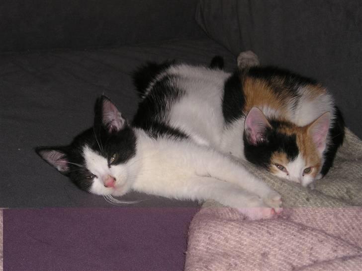 Huskat Putte - søster og jeg hygge sover lige lidt. billede 3