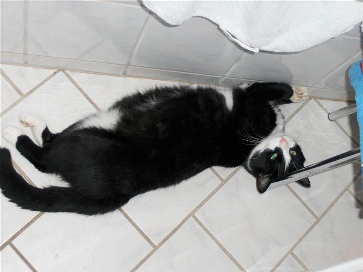 Blanding af racer Laban - Laban på badeværelsesgulvet. Der er gulvvarme ;-) billede 17