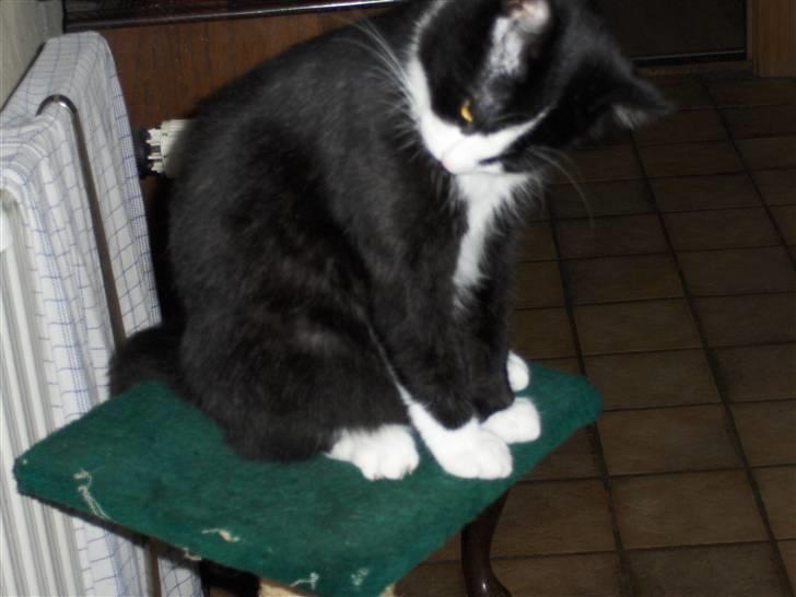 Blanding af racer Laban - Laban på sit kradstræ billede 18